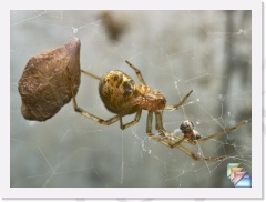 Cob Web Spider * Common House Spider, Achaearanea tepidariorum * (9 Slides)